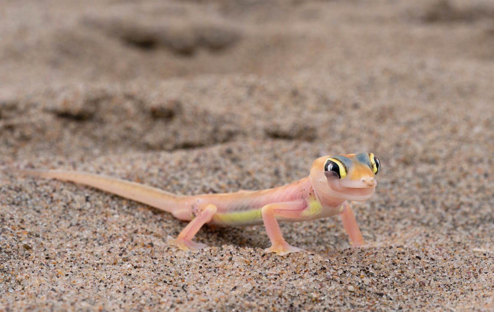 Namib-Gecko-licking-his eye in the desert