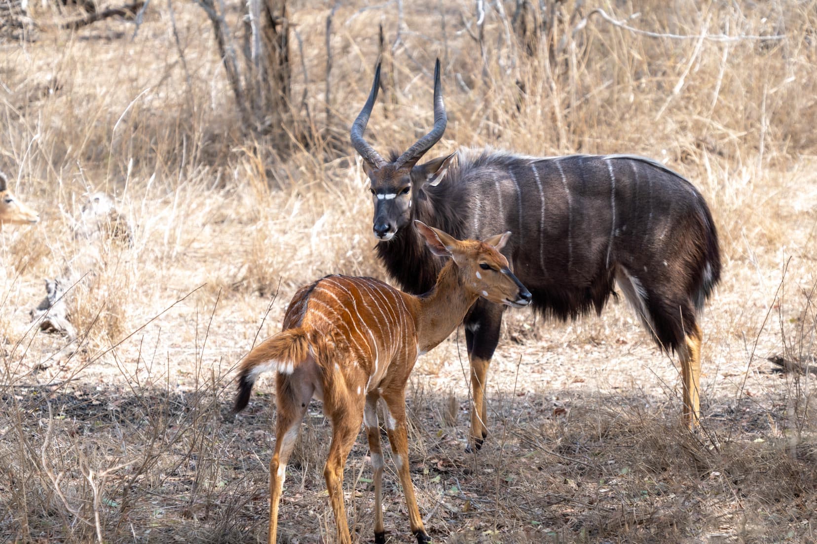 Female Nyala 