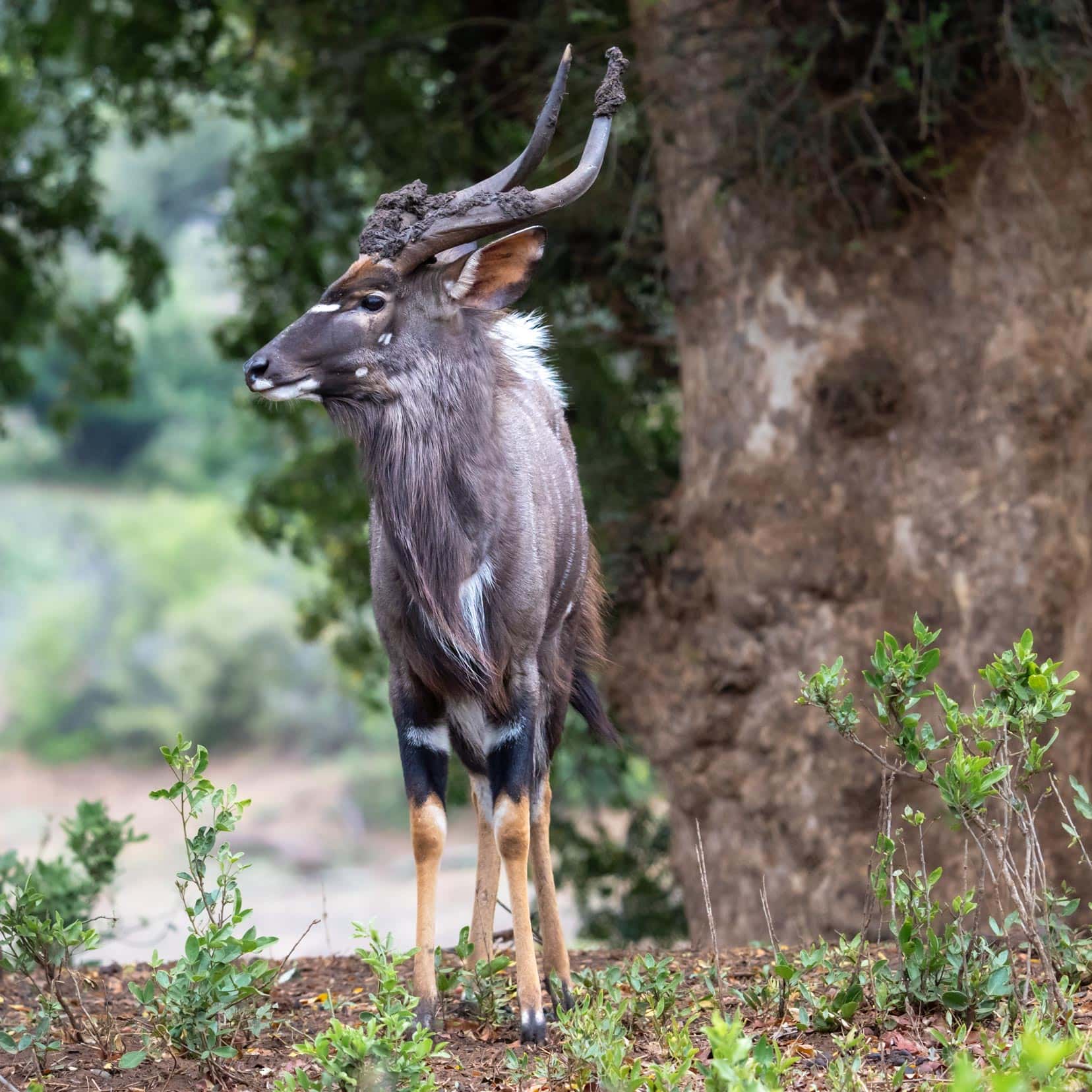 Male nyala antelope in Kruger