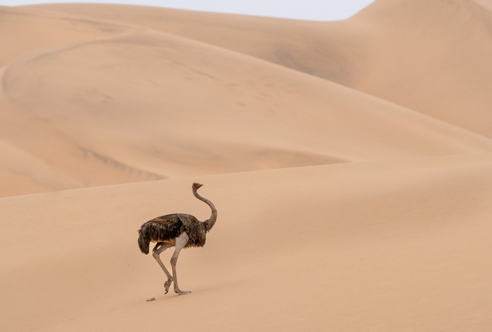 Ostrich-walking-up-sand-dune