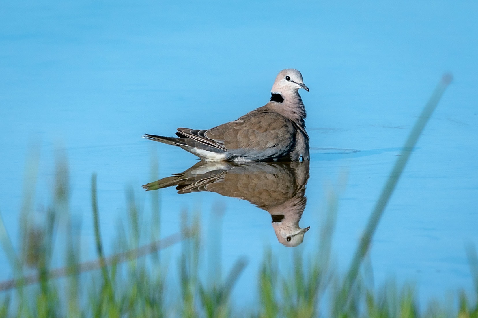 Ring necked Dove-on-the-water