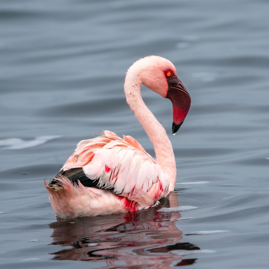 Sandwich ahrbour tours image: Pink flamingo swimming in the water