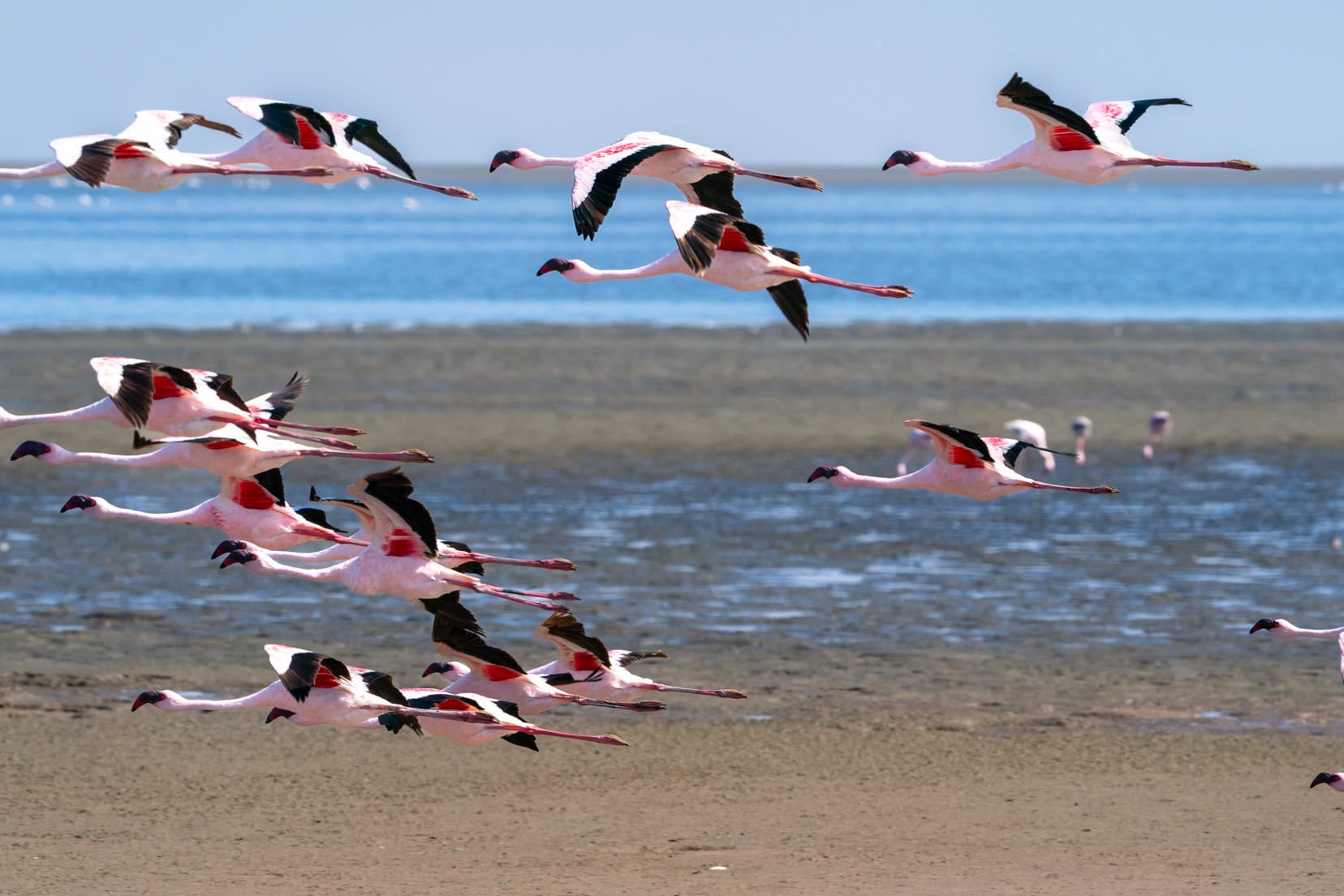 Sandwich-harbour_flamingoes