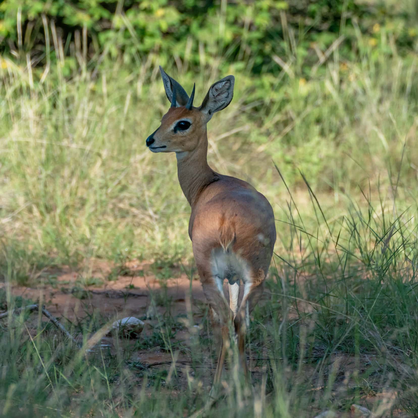 small steenbok in long grass