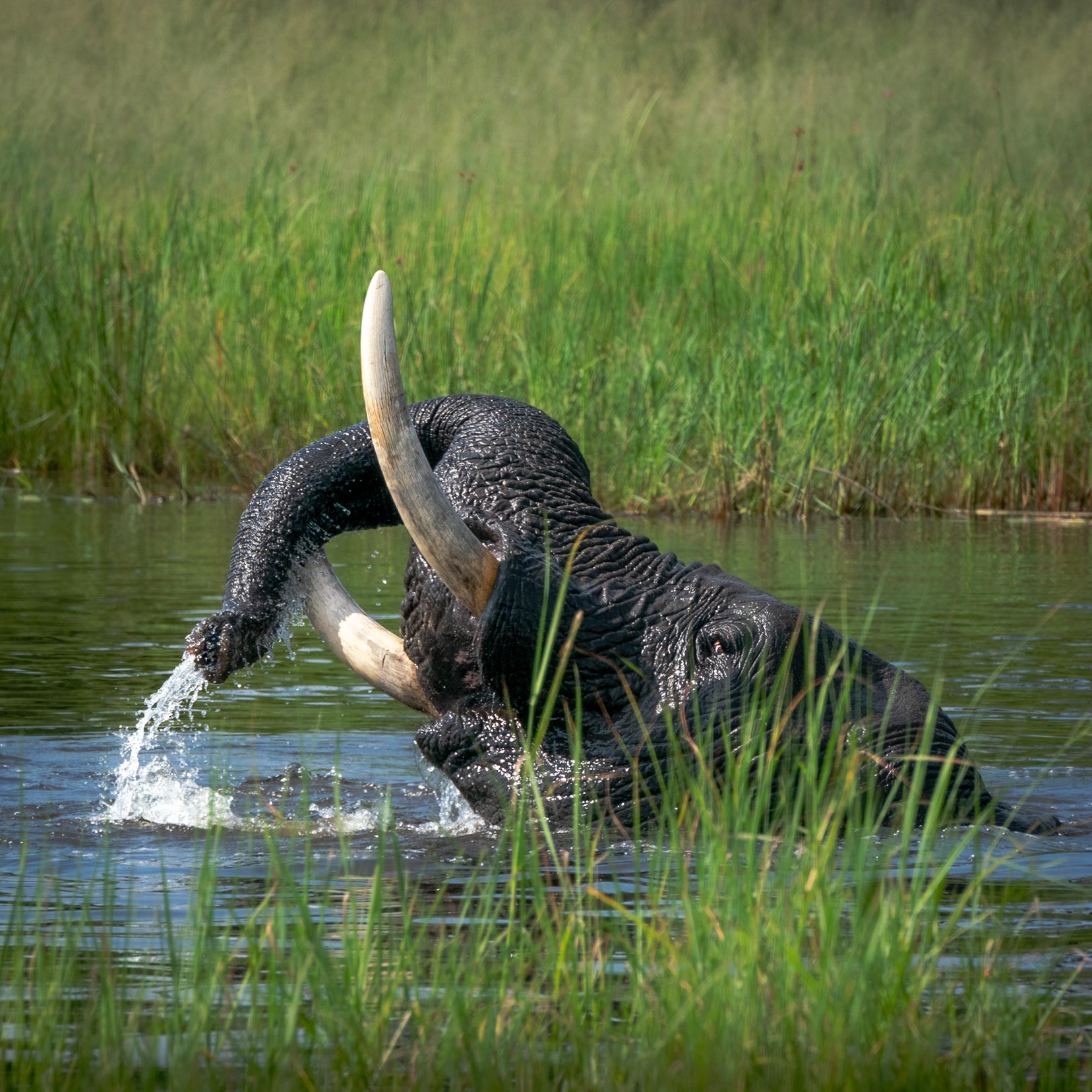 Submerged-elephant-coming-out-of-river