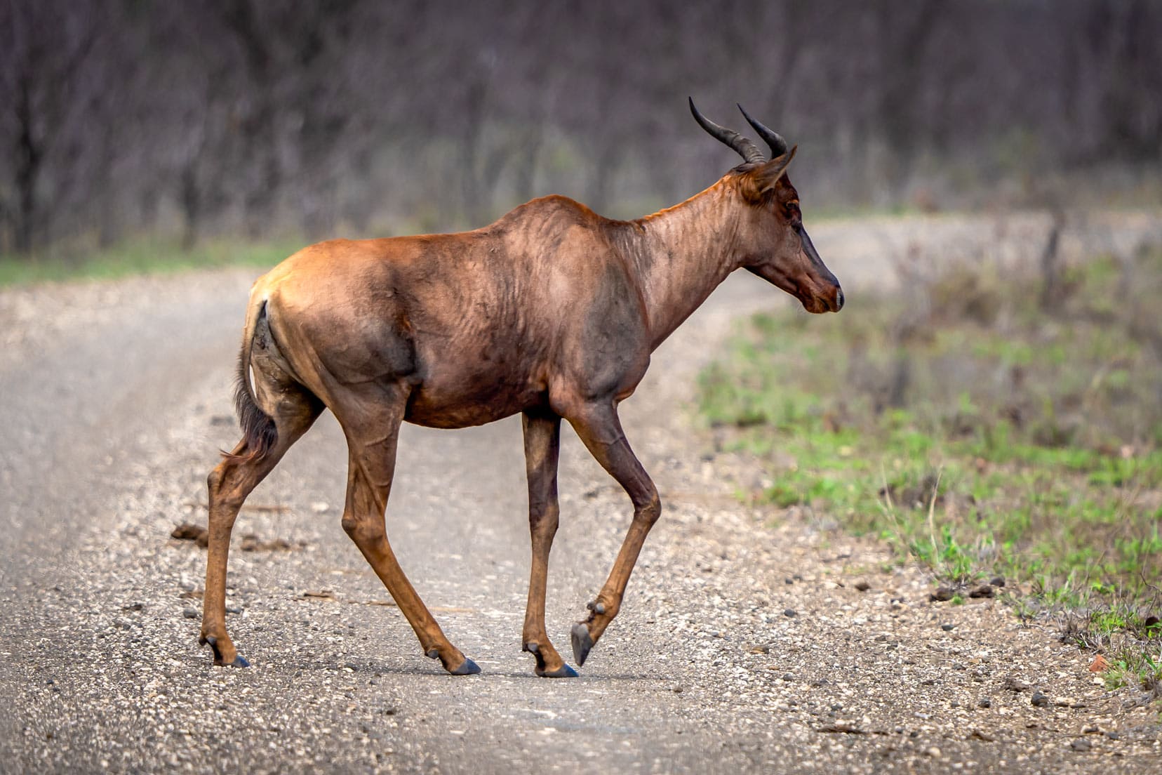 Tsessebe-in-Kruger