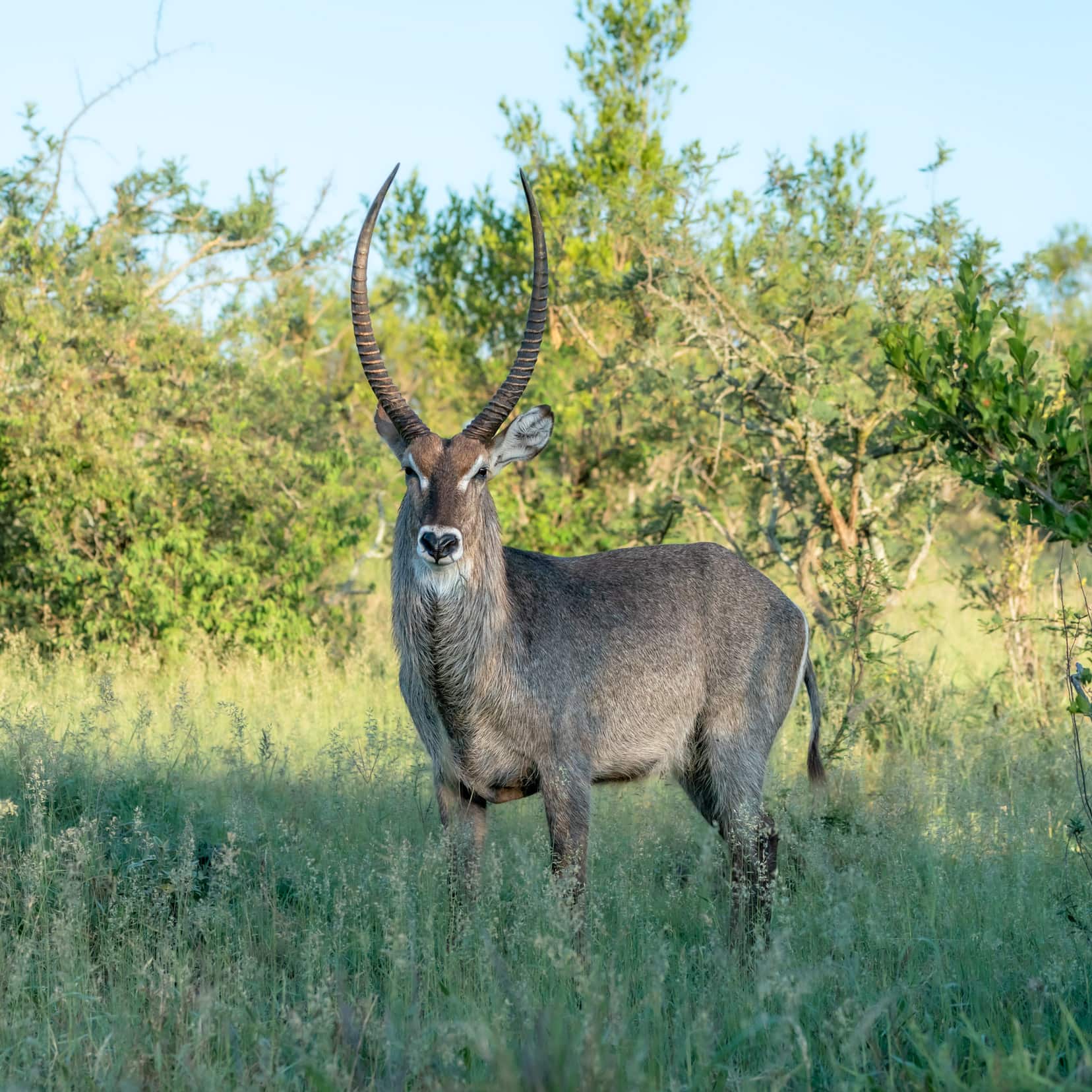 Waterbuck male with long horns in long grass in Kruger
