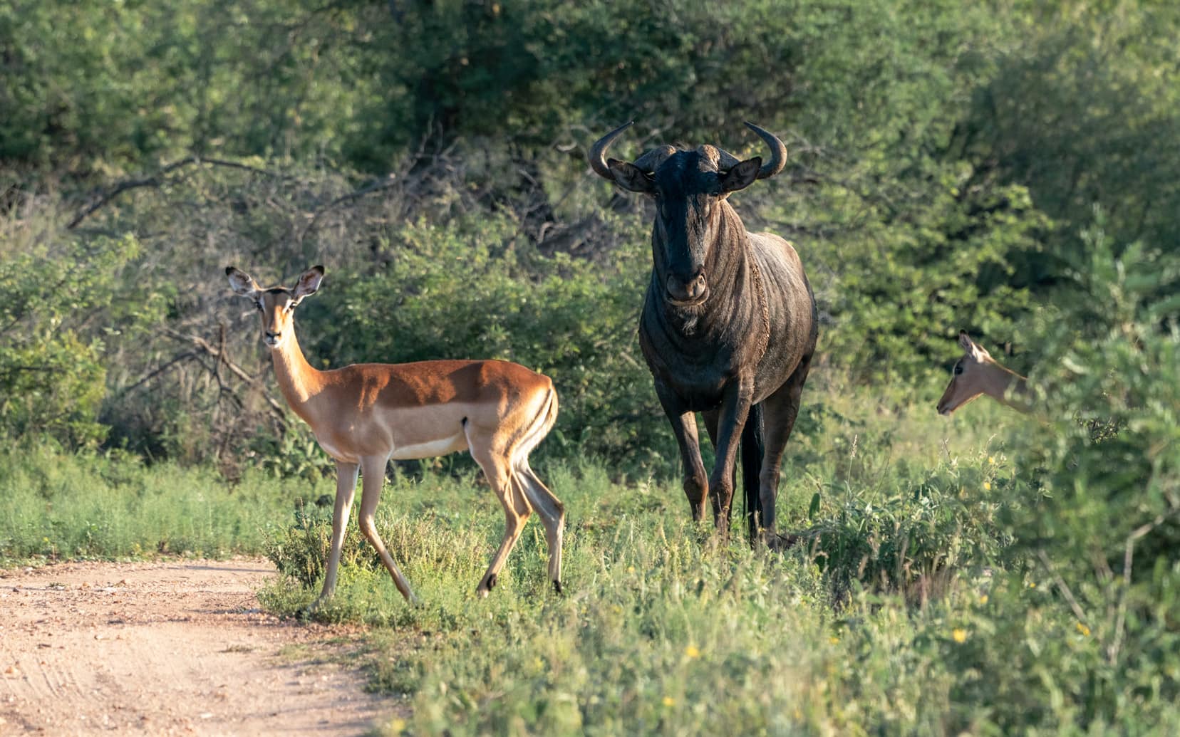 Blue Wildebeest-and-Impala