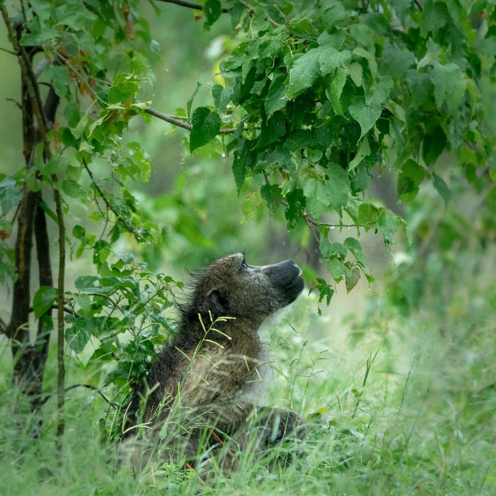 baboon-looking-up-at-leaves