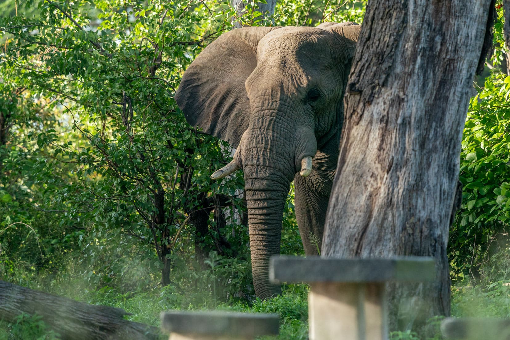 elephant-at-southgate-camp-playing-peek-a-boo
