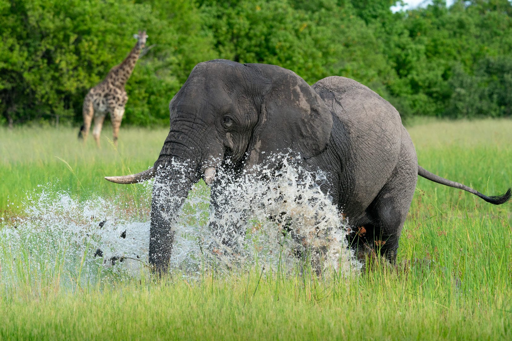 elephant-running-out-of-the-water