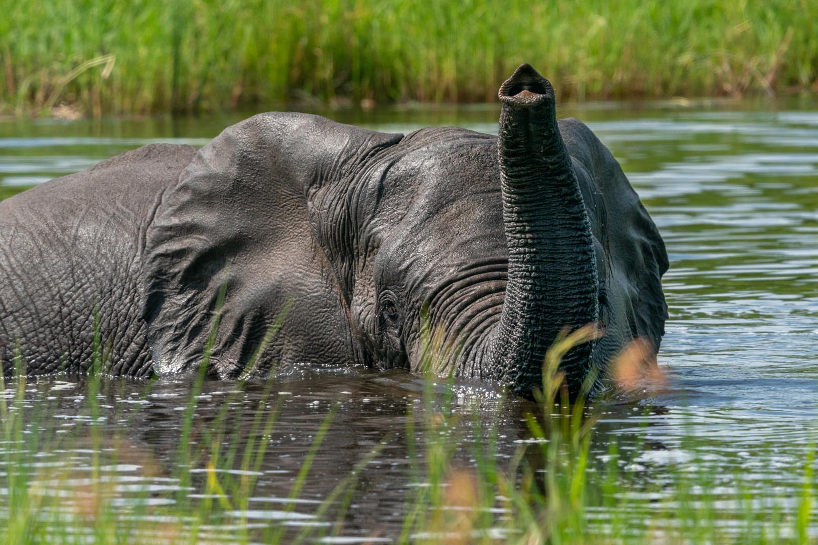 Elephant in a river with it's trunk up above the water