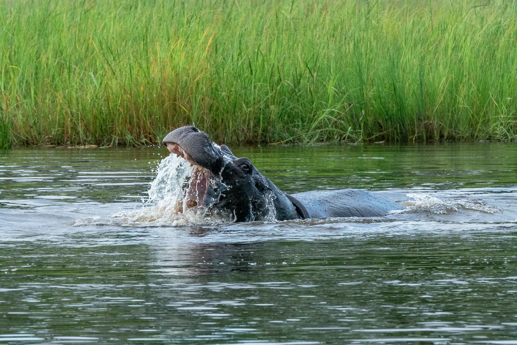 hippo-in-water-with-mouth-open