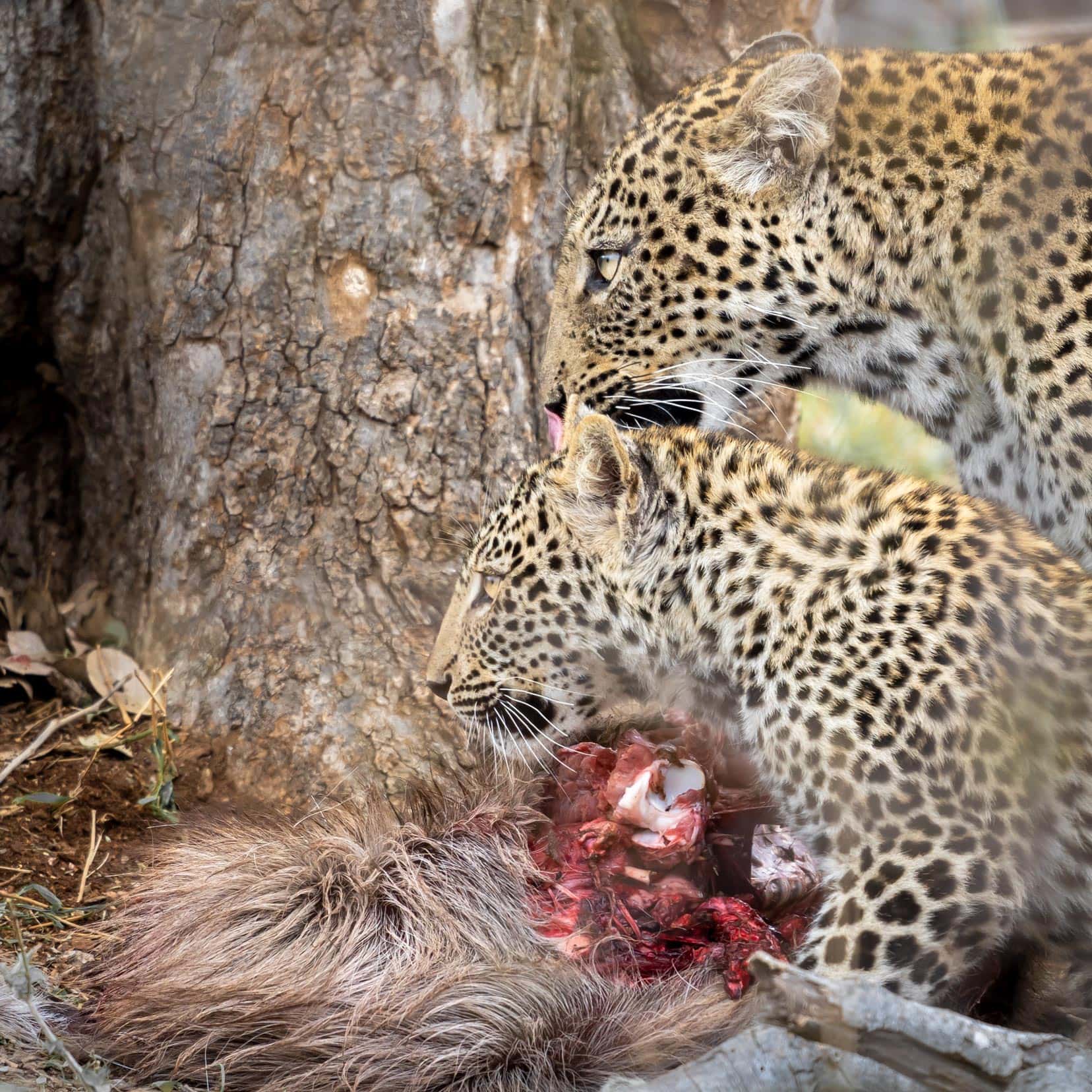leopard mum and cub in Kruger beside a half-eaten baboon carcass