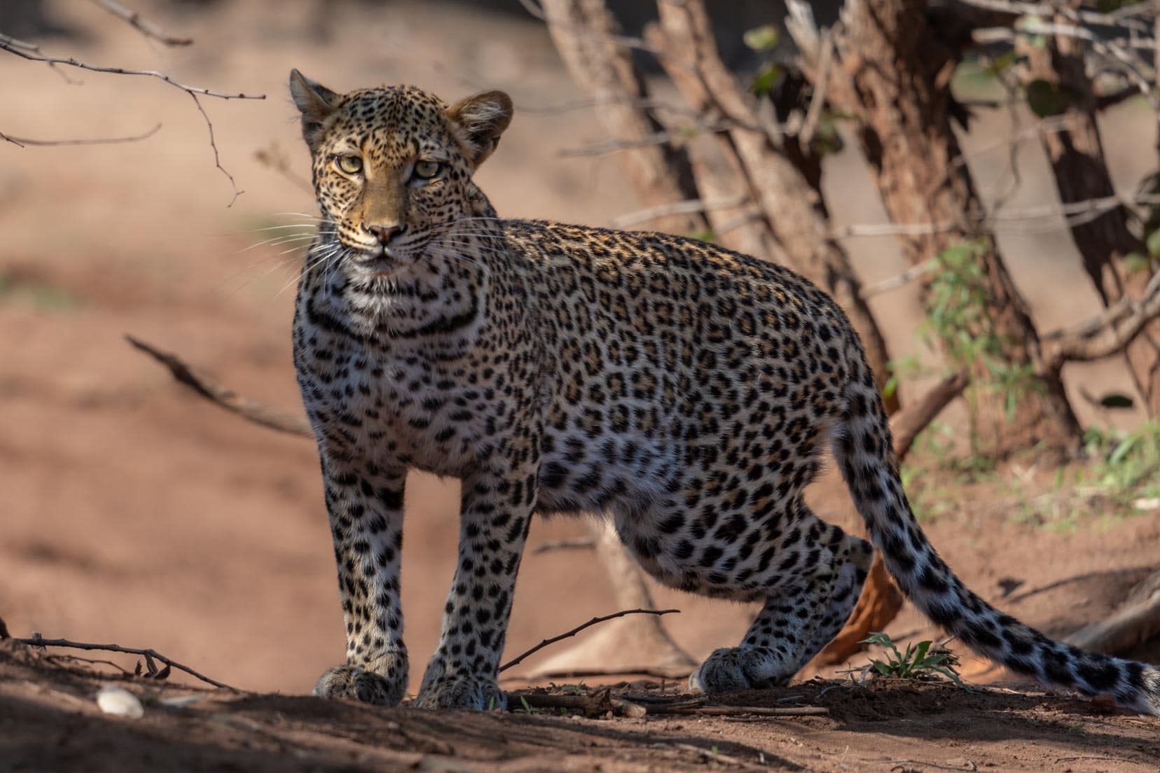 leopard-crouching