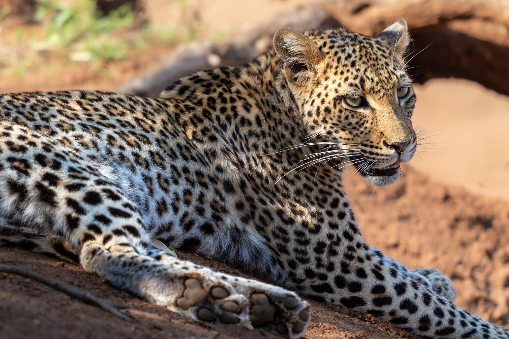 leopard-lying-down-and-looking-around