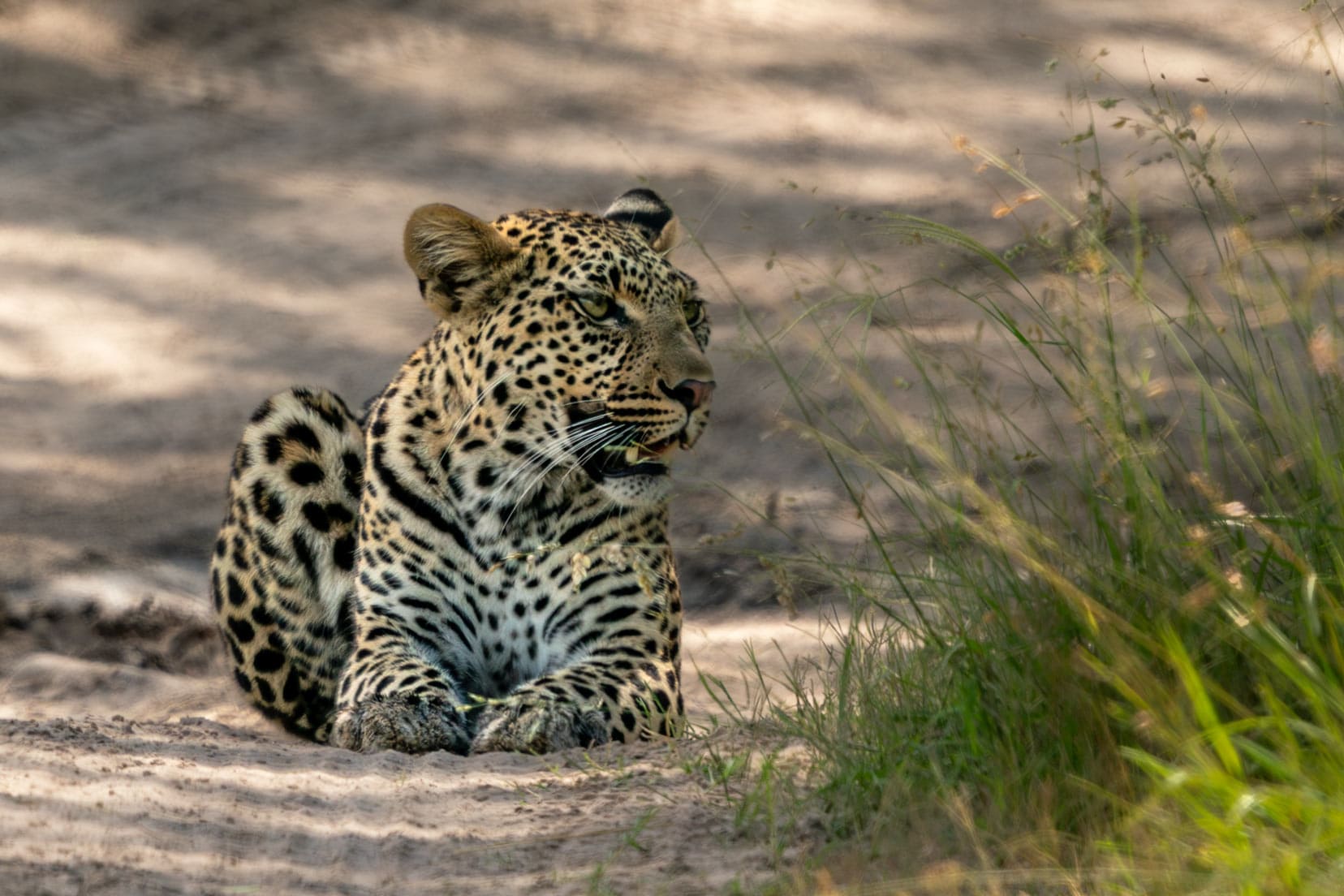 leopard-lying-on-the-road in the okavango Delta