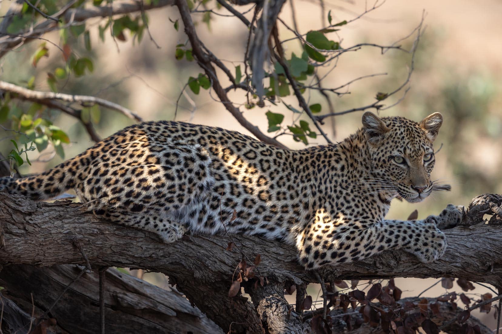 Animals in Kruger - Leopard on a fallen tree 