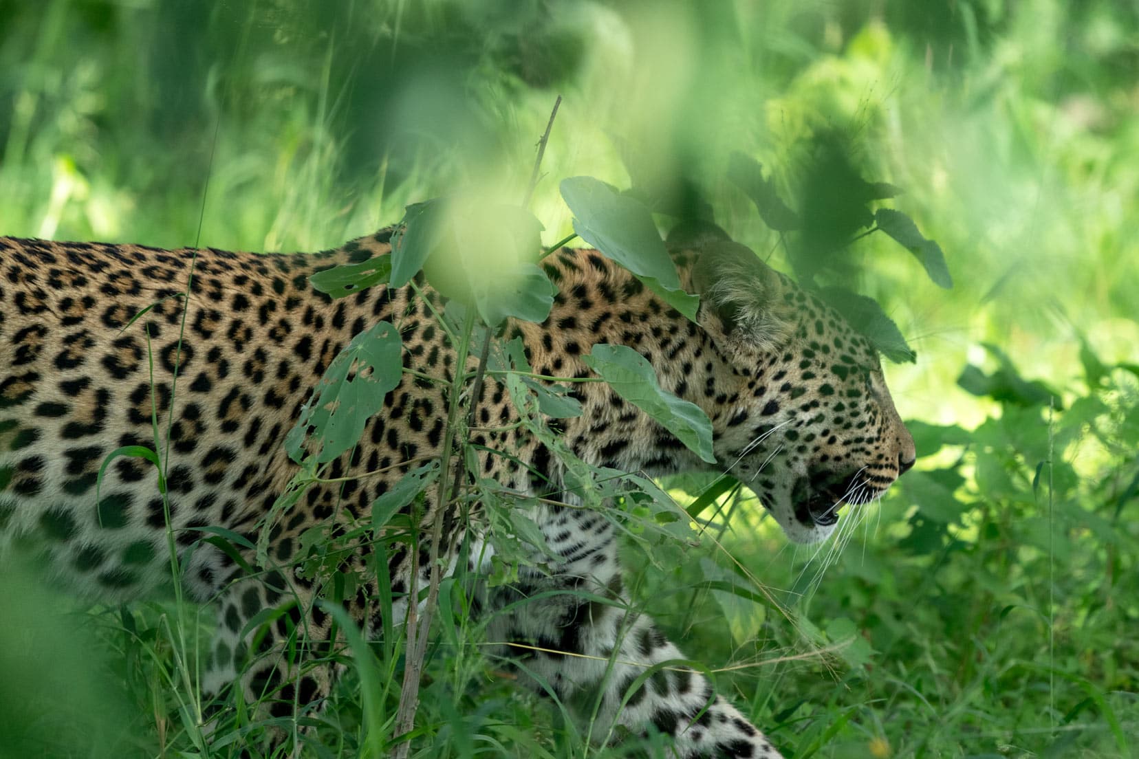 Leopard walking through the undergrowth