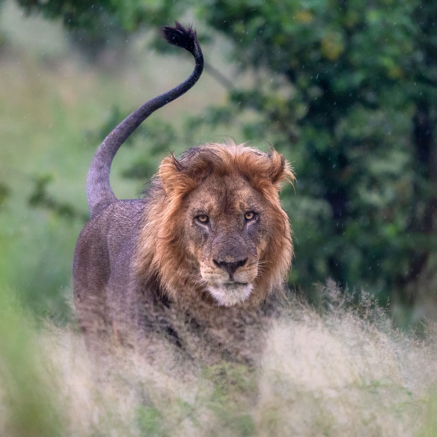 lion-in-the-rain