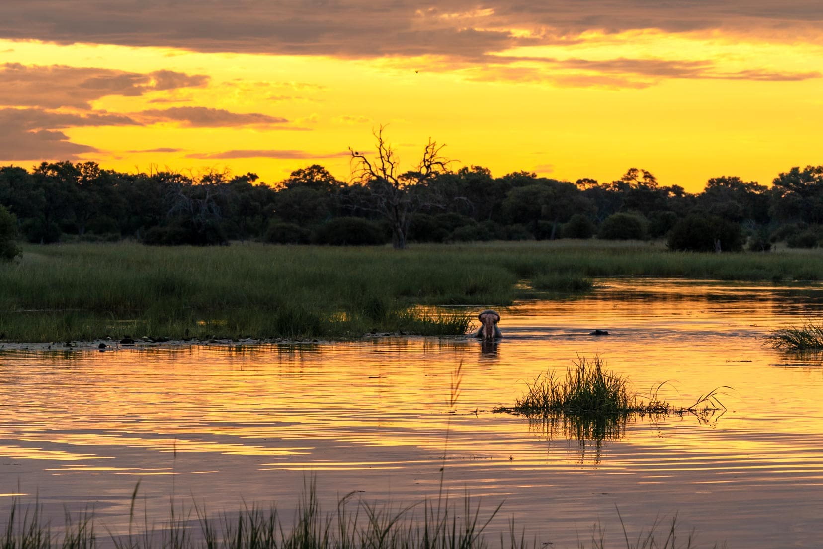 sunset-at-khwai-with-hippo-yawning