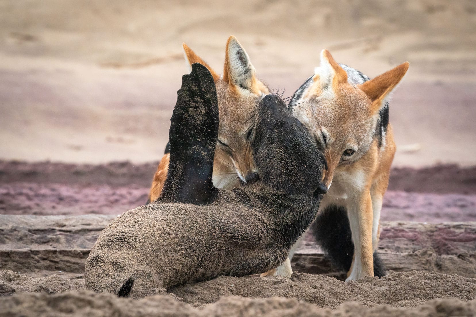 two-black-backed-jackals-hold-down-a-fur-seal-on-the-beach