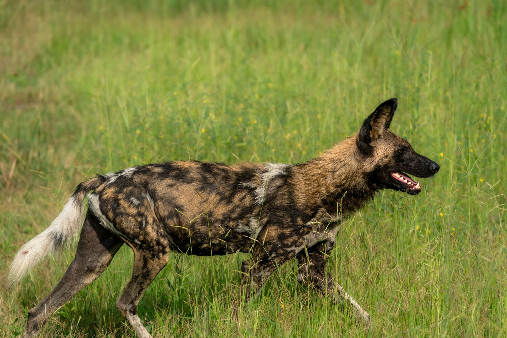African wild dog in long grass