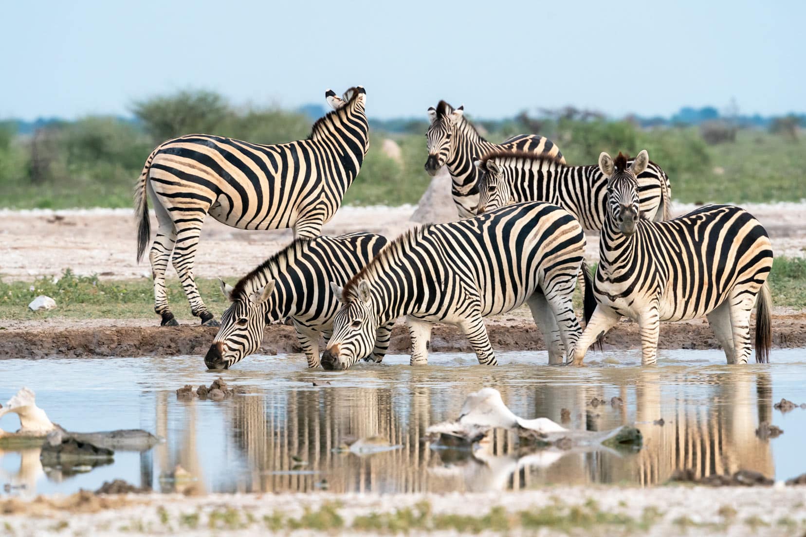 zebras-at-Nxai-Pan-national-park