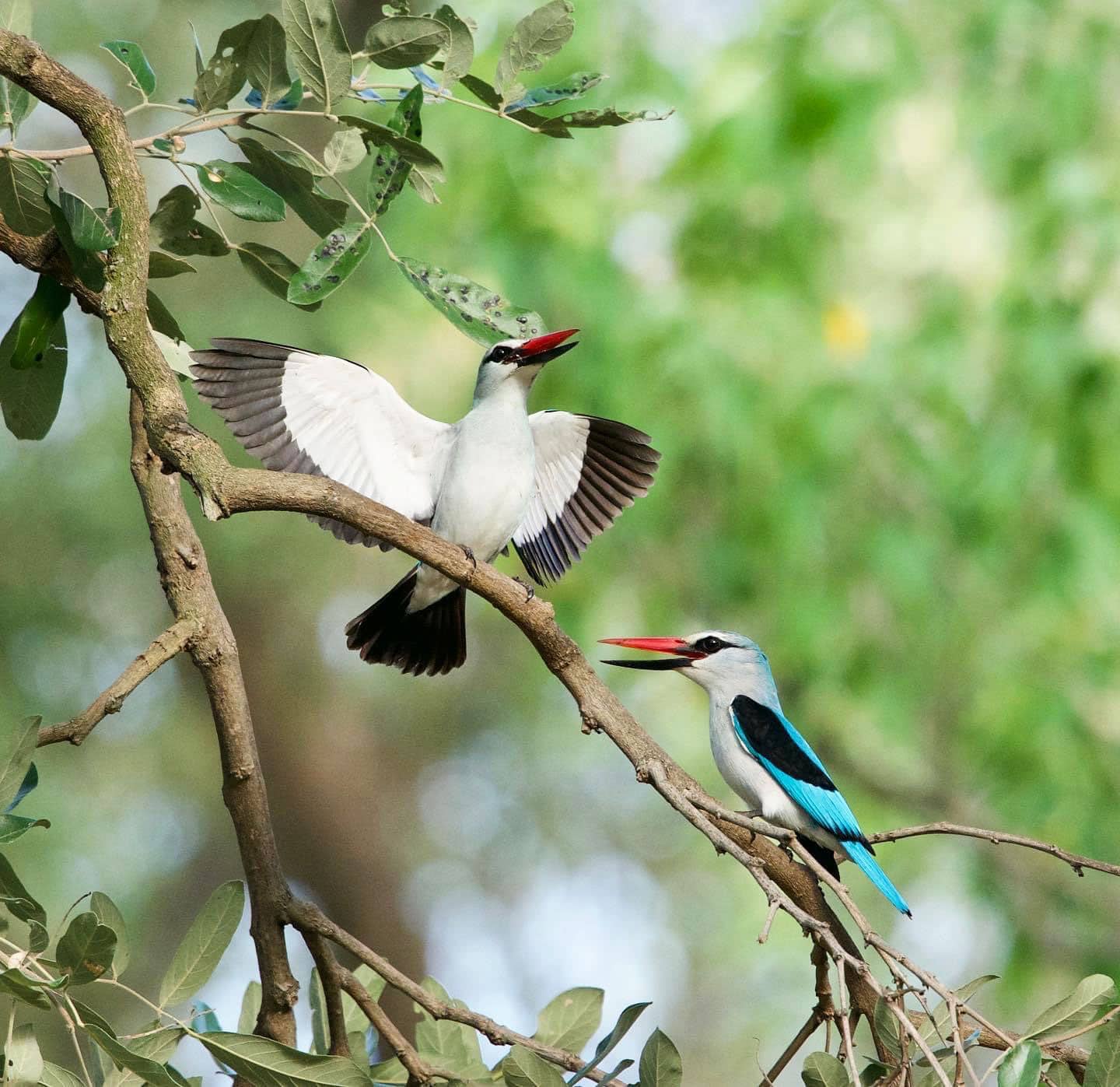 African-Ranches-Camp---two kingfishers in a tree