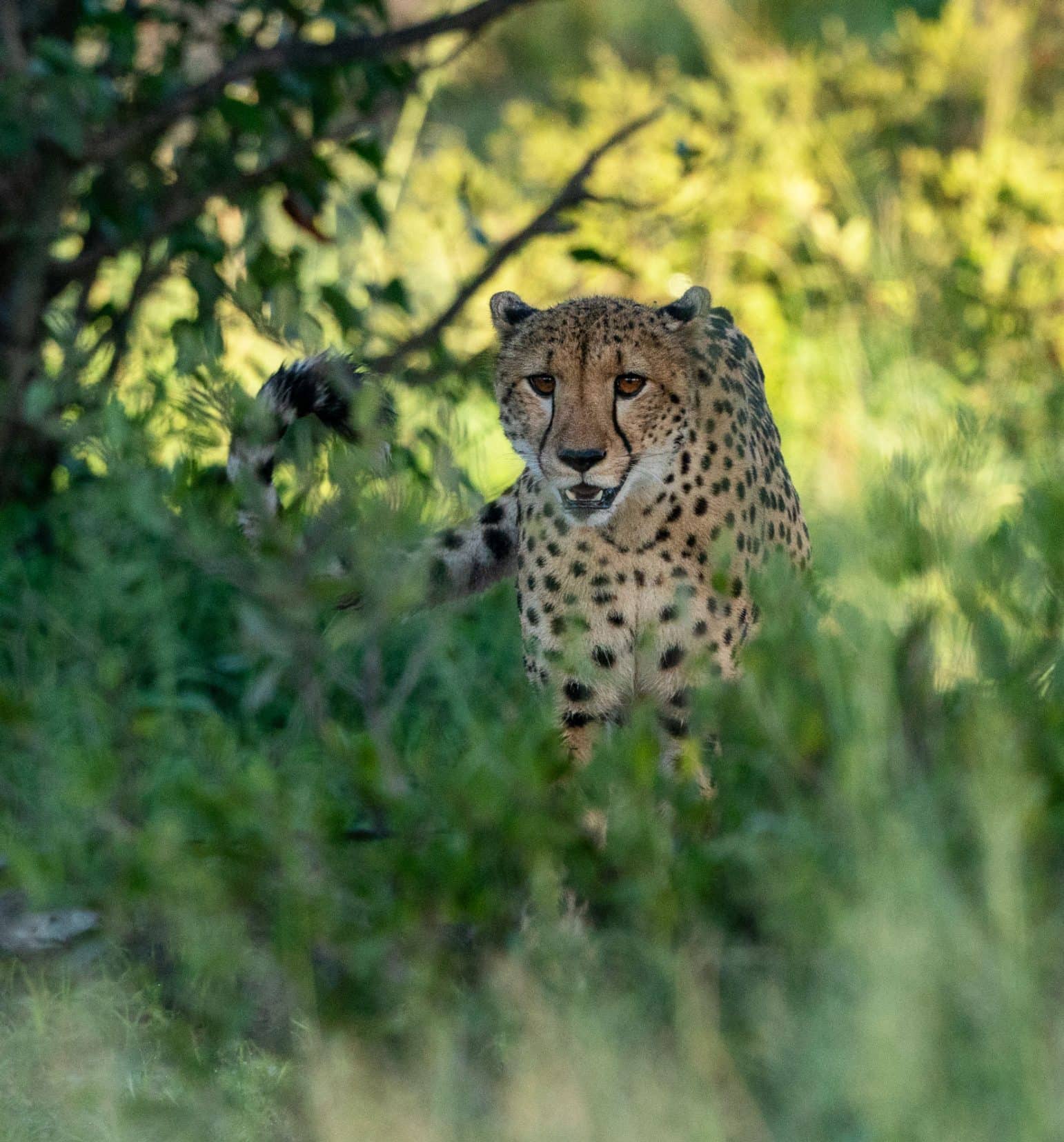 Cheetah peering through the bushes near Xakanaxa Camp, Botswana