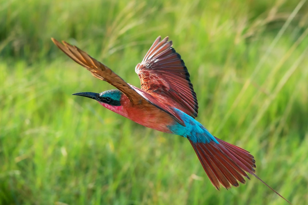 Southern Carmine Bee-eater (Dark pink and blue bird) in flight near Savuti camp