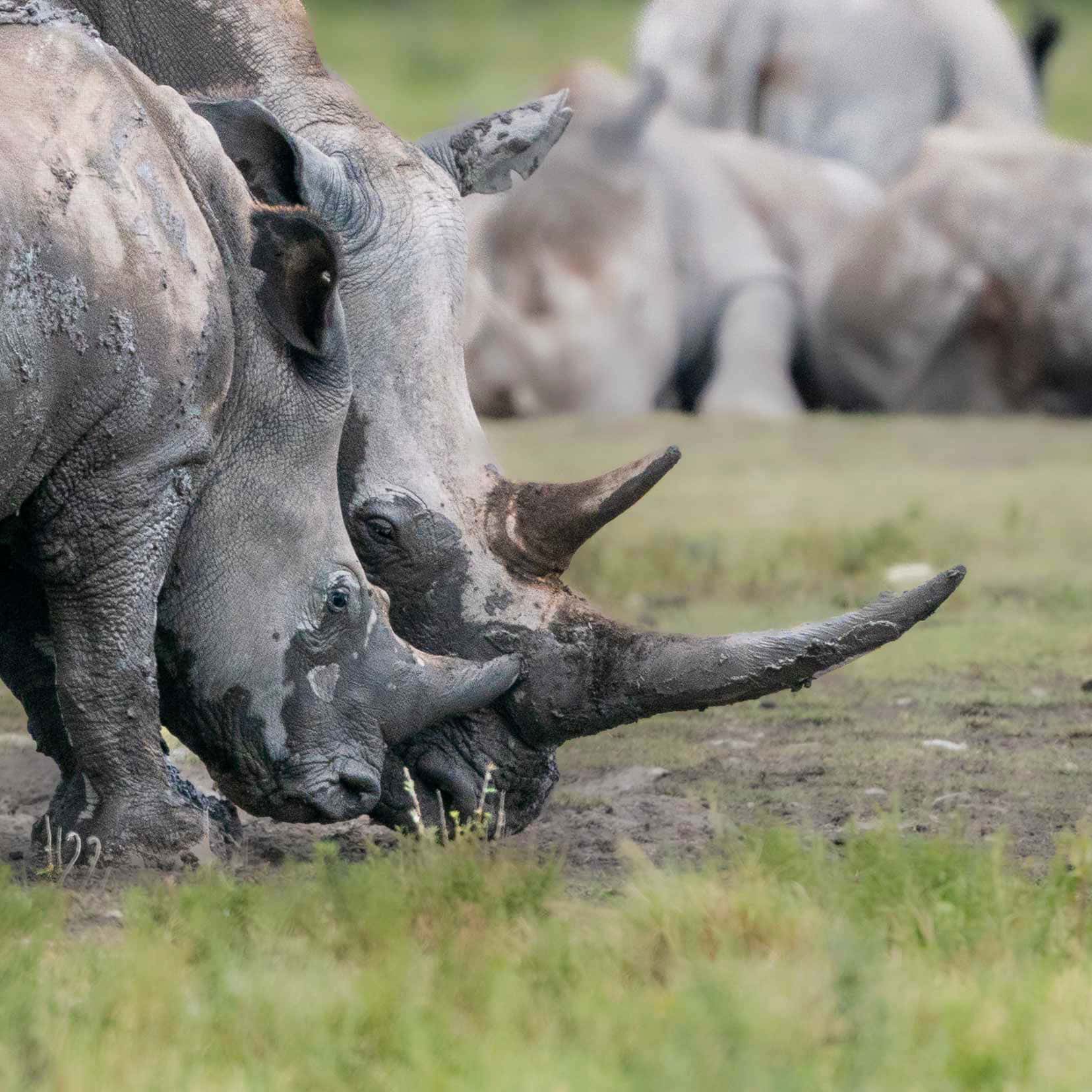 Two rhinos head to head at Khama Rhino Sanctuary Botswana