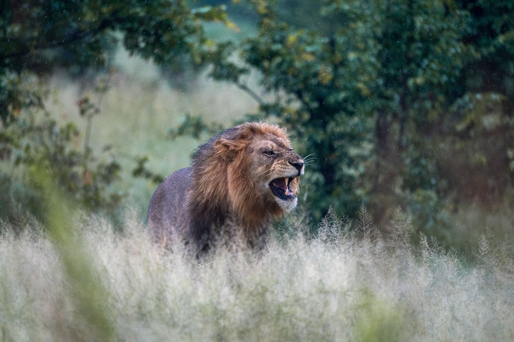 lion stood in long grass roaring in the rain 