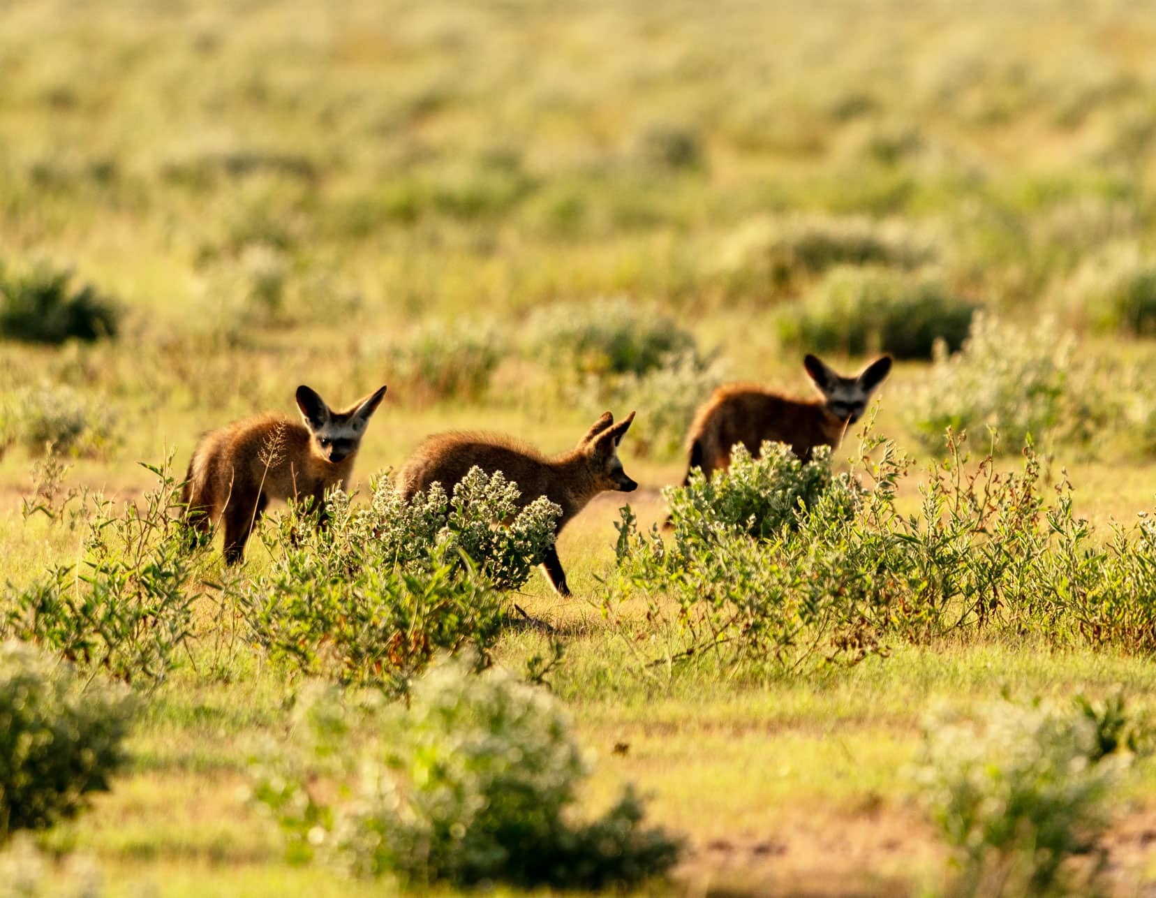 Three bat-eared foxes in the Central Kalahari Game Reserve