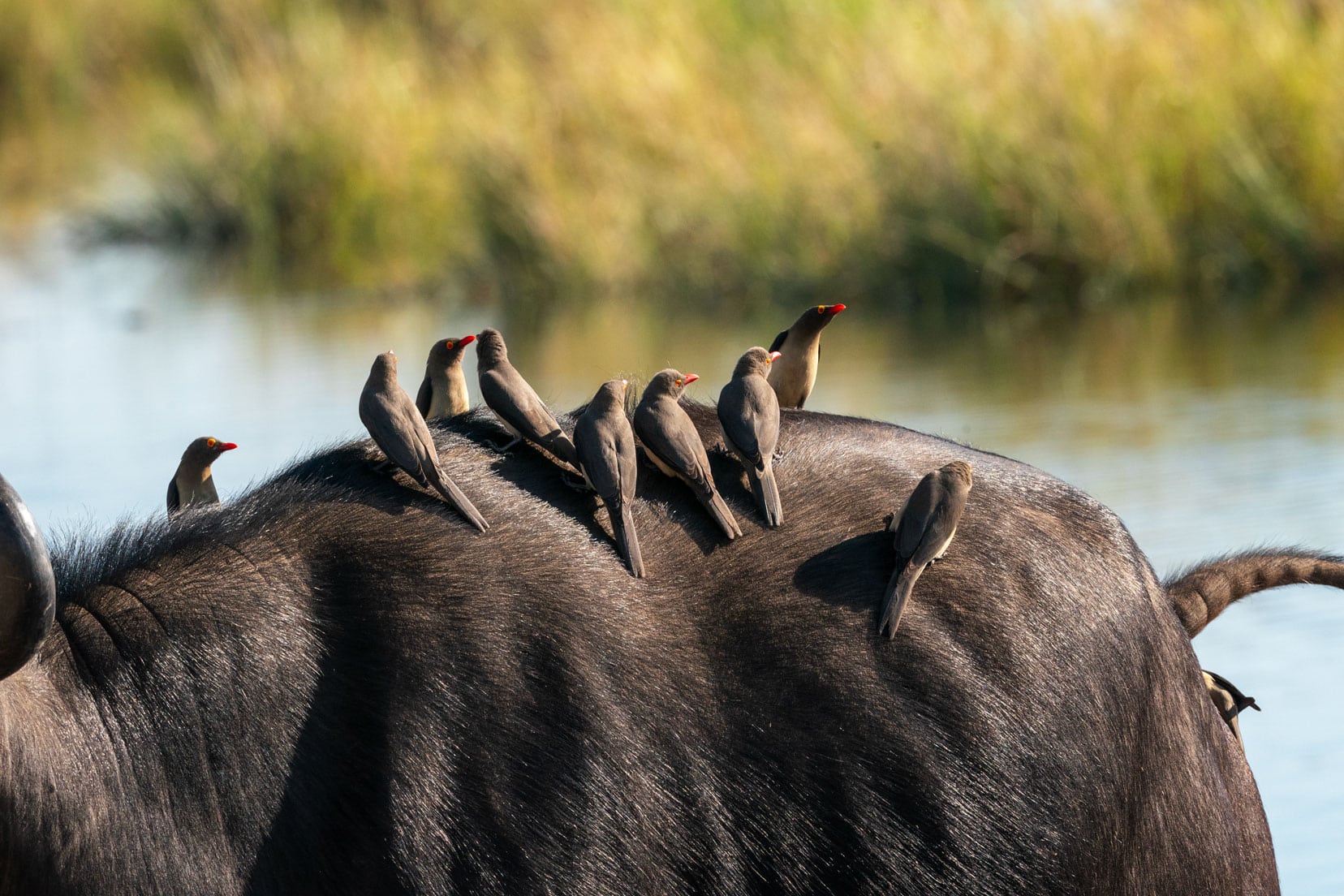 Buffalo in Chobe National Park with red-billed oxpeckers on its back