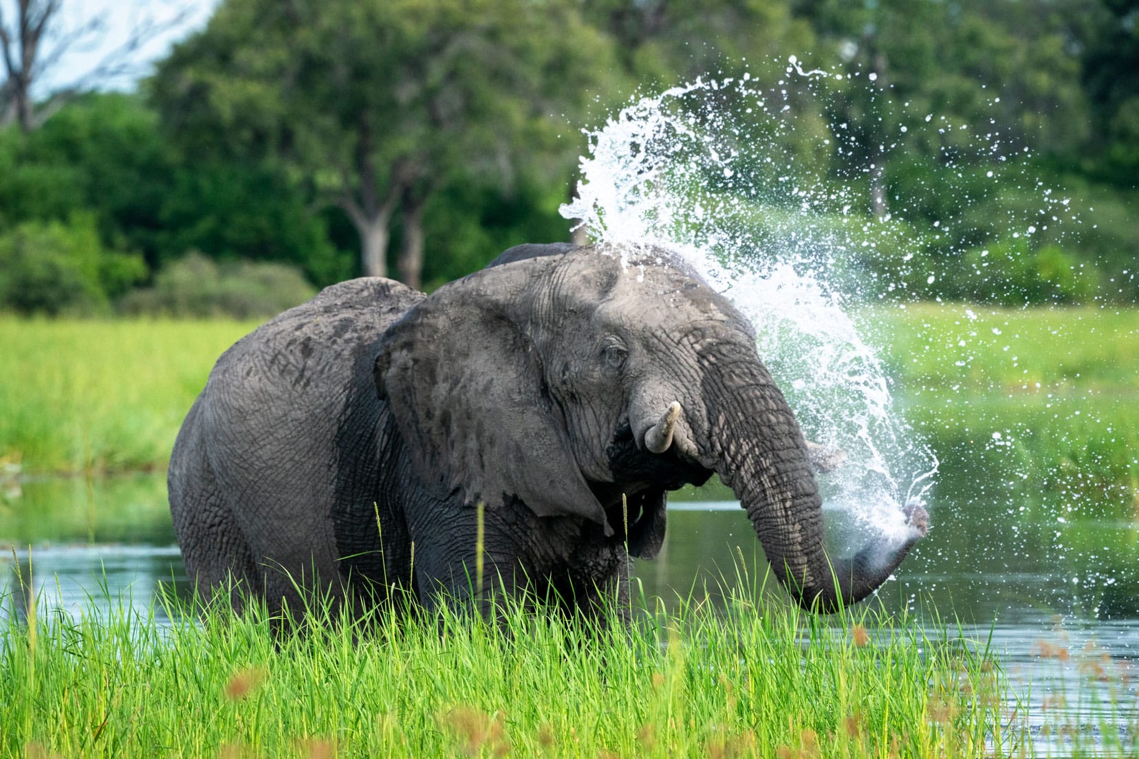 Elephant in river spraying  water