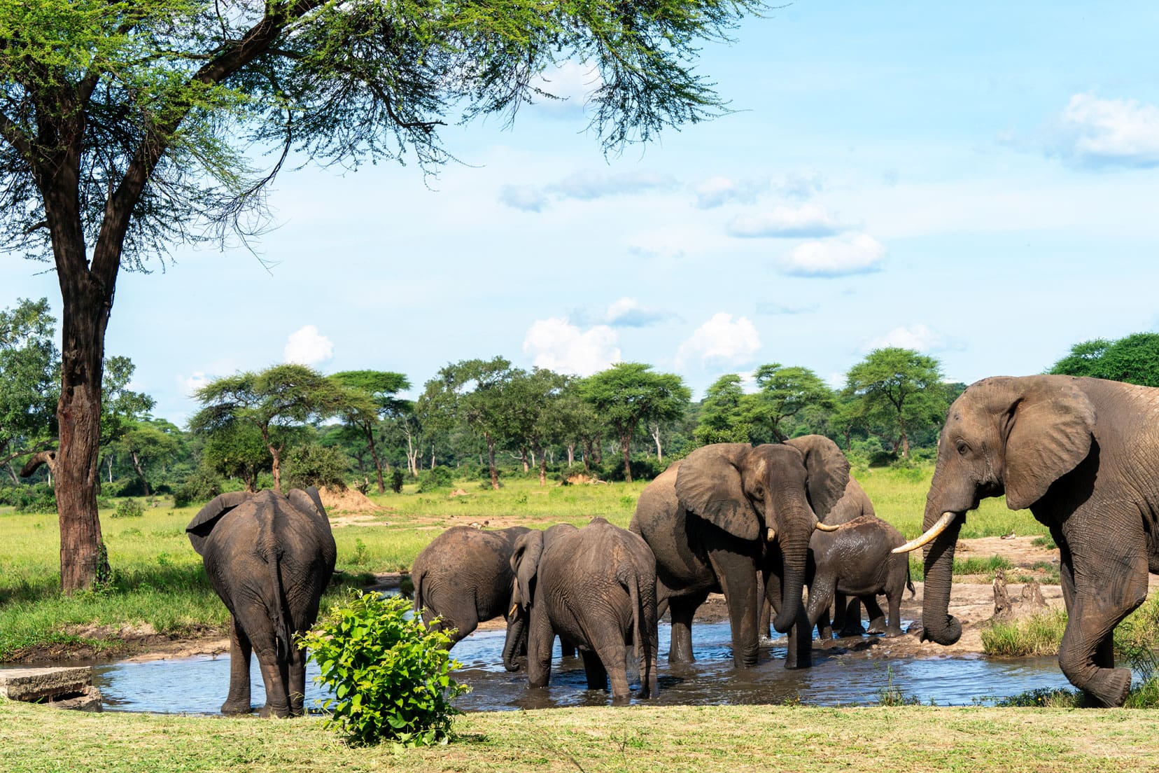 seven elephants at Senyati Camp waterhole 