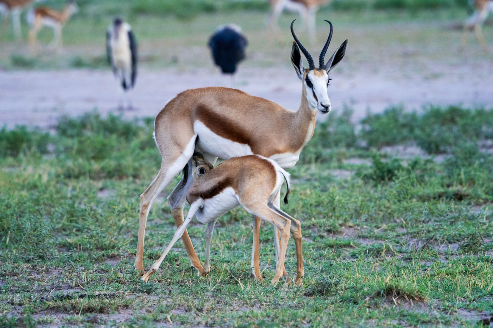 Springbok with its baby 