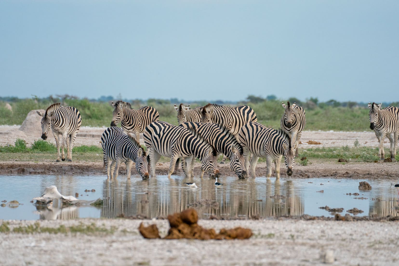 a herd of zebra at a waterhole at Nxai Pan