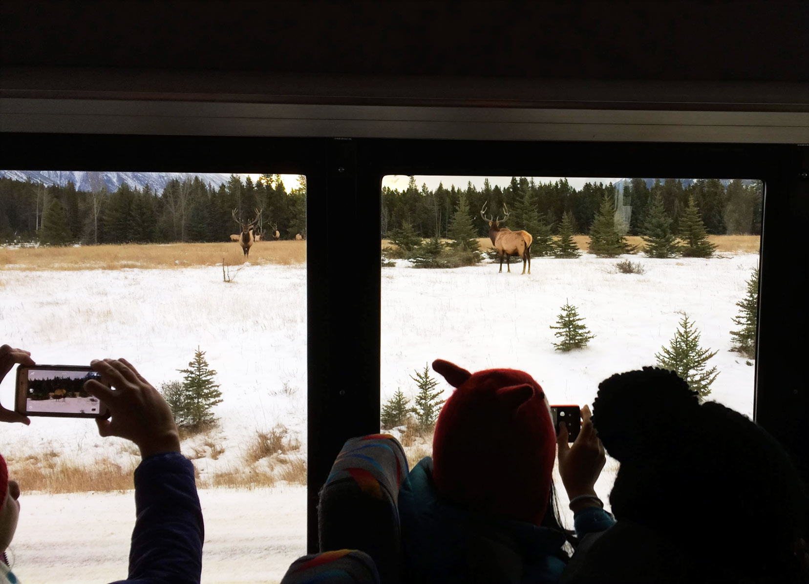Photos from inside the tour bus looking over the shoulders of other passengers to take a photo of the two elk outside in the snow.