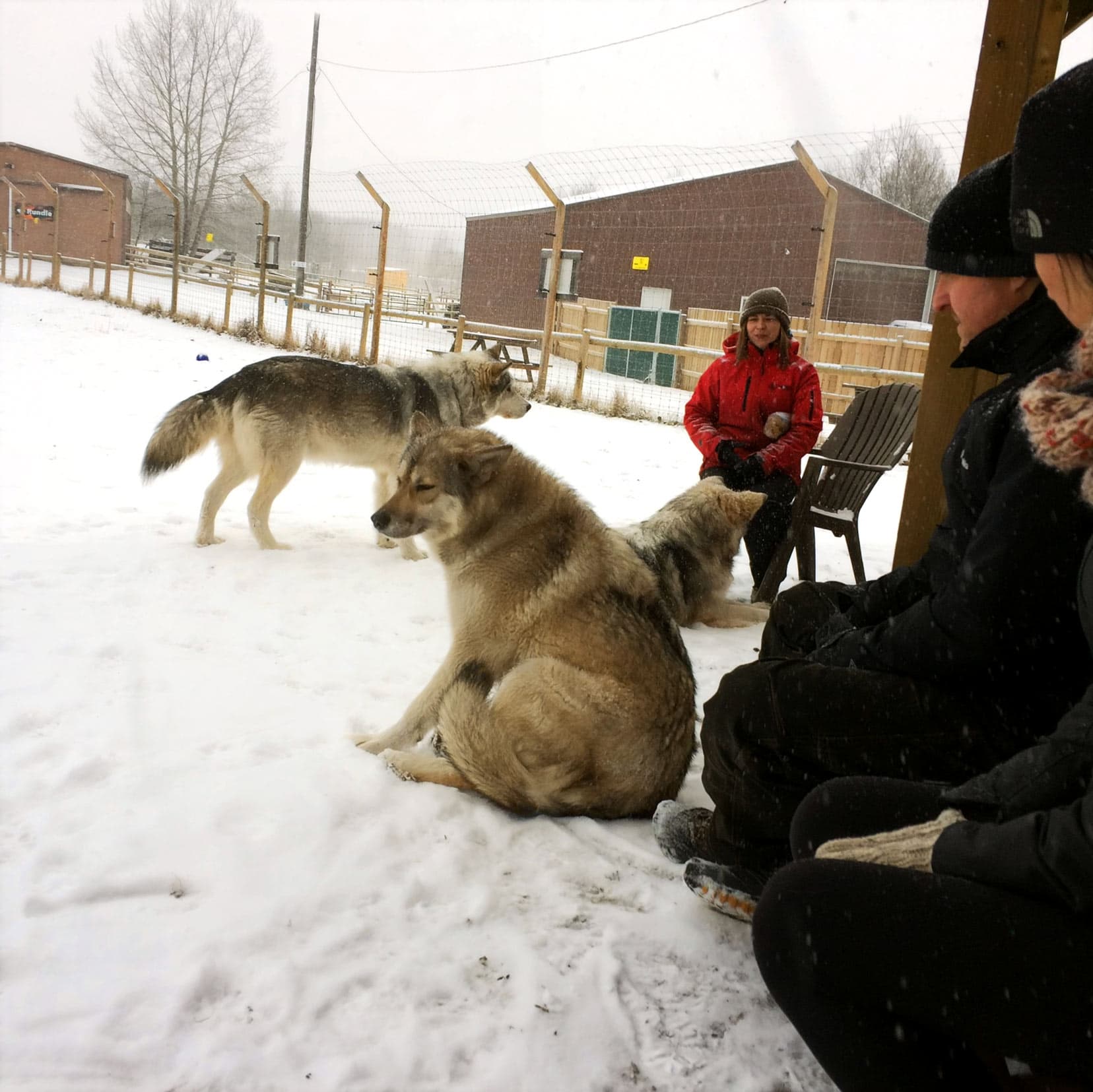 Wolfdogs near visitors on  one of the Banff winter  tours.