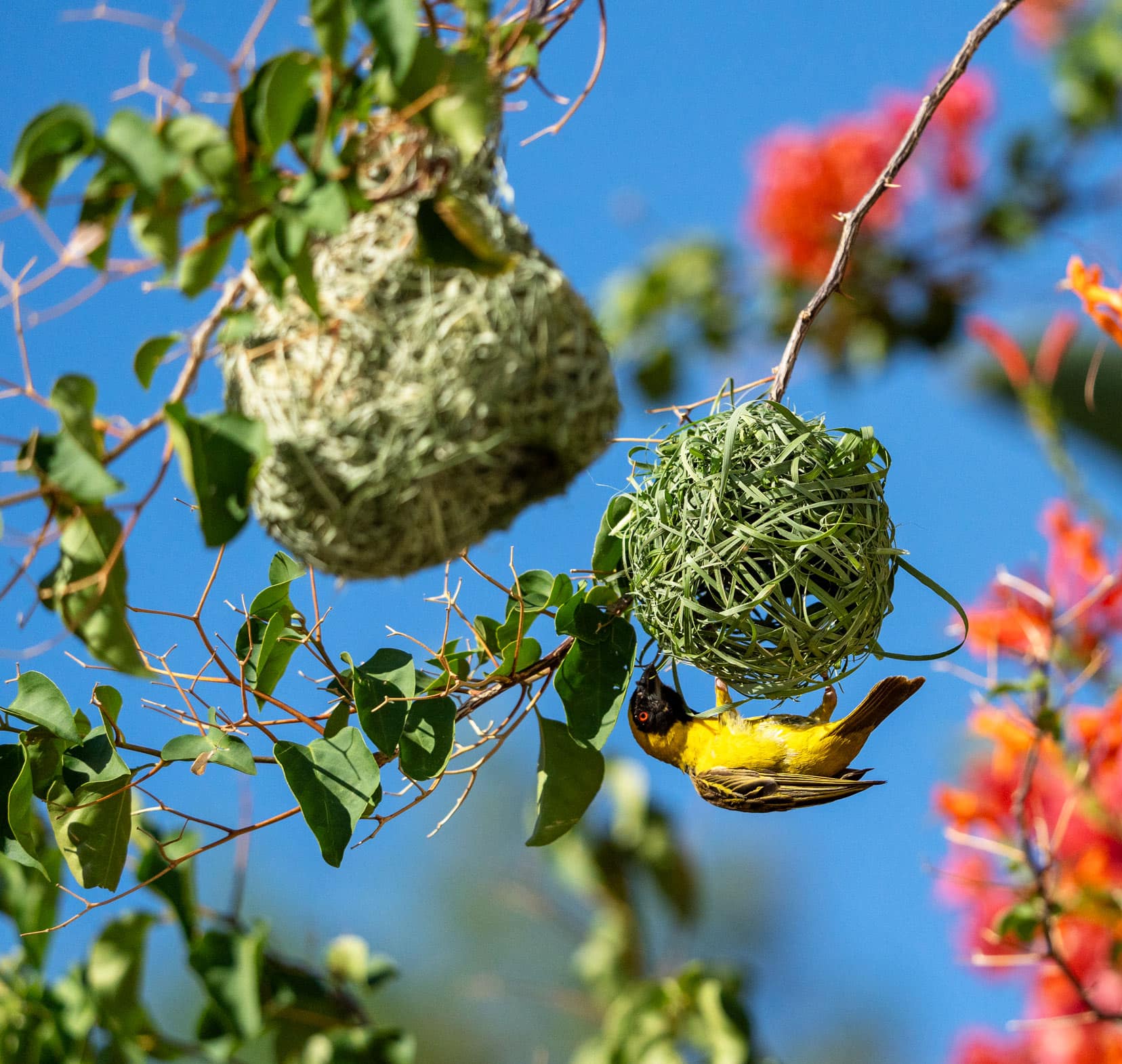 yellow bird with a black face making a nest from weaving in pieces of grass.