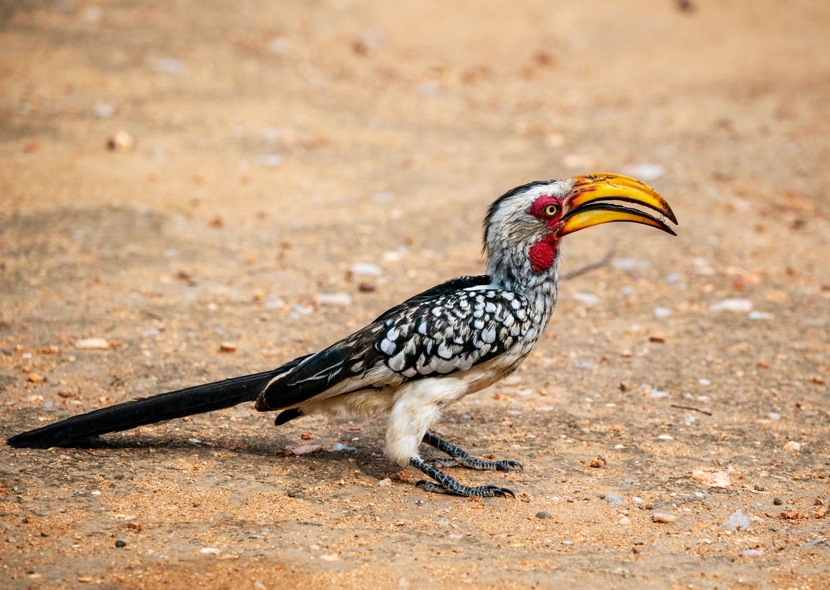 common bird in South Africa National Parks -medium sized bird with  large yellow beak, red eye and neck, and mottled black and white feathers stood on the sandy ground