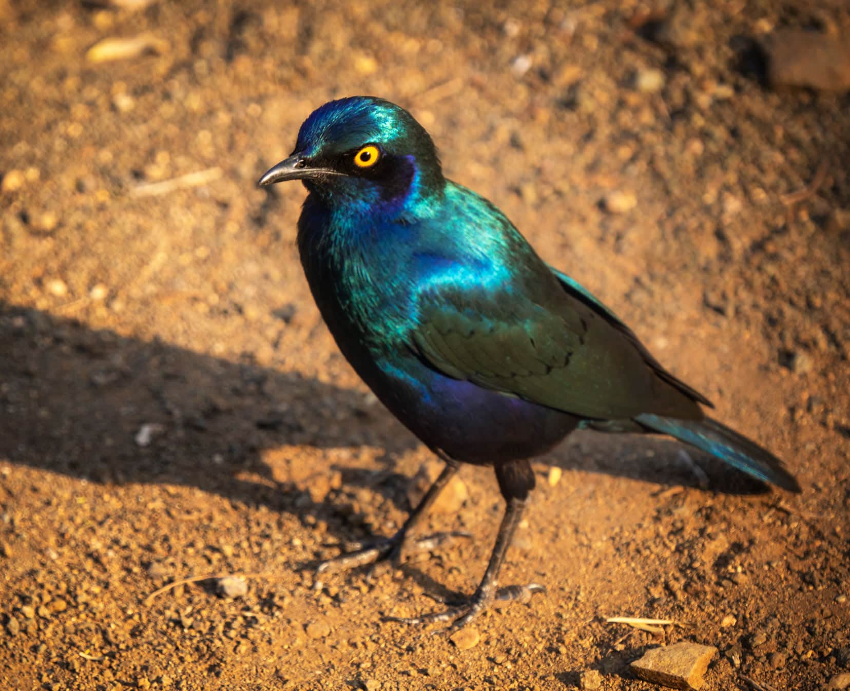 Blue green bird with yellow eye stood on sand
