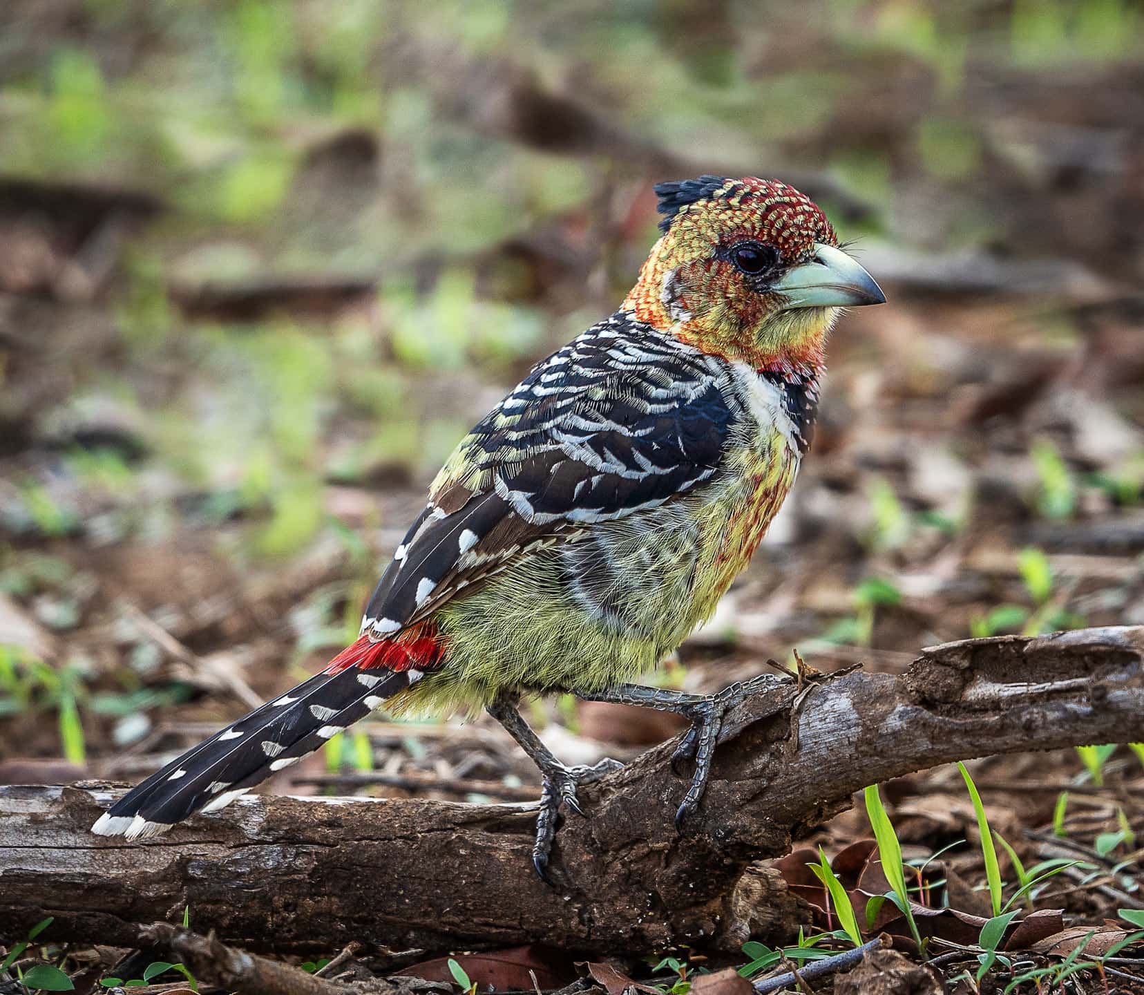 Small bird with yellow and black speckled chest black and white striped wings with a red stripe and red, yellow and orange coloured head stood on a branch near the ground