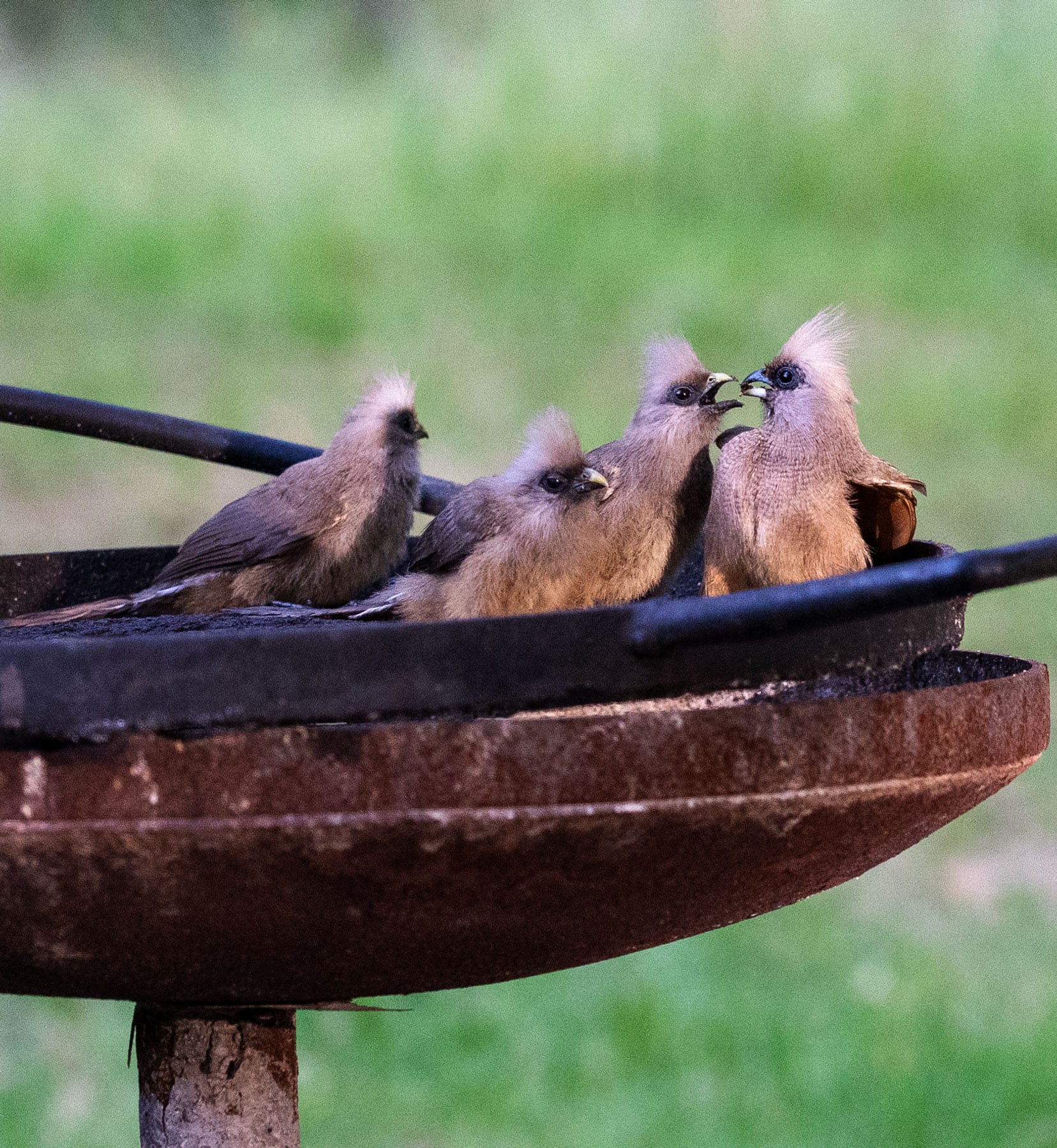 Speckled mousebirds feeding their babies and all sat on a barbeque pan