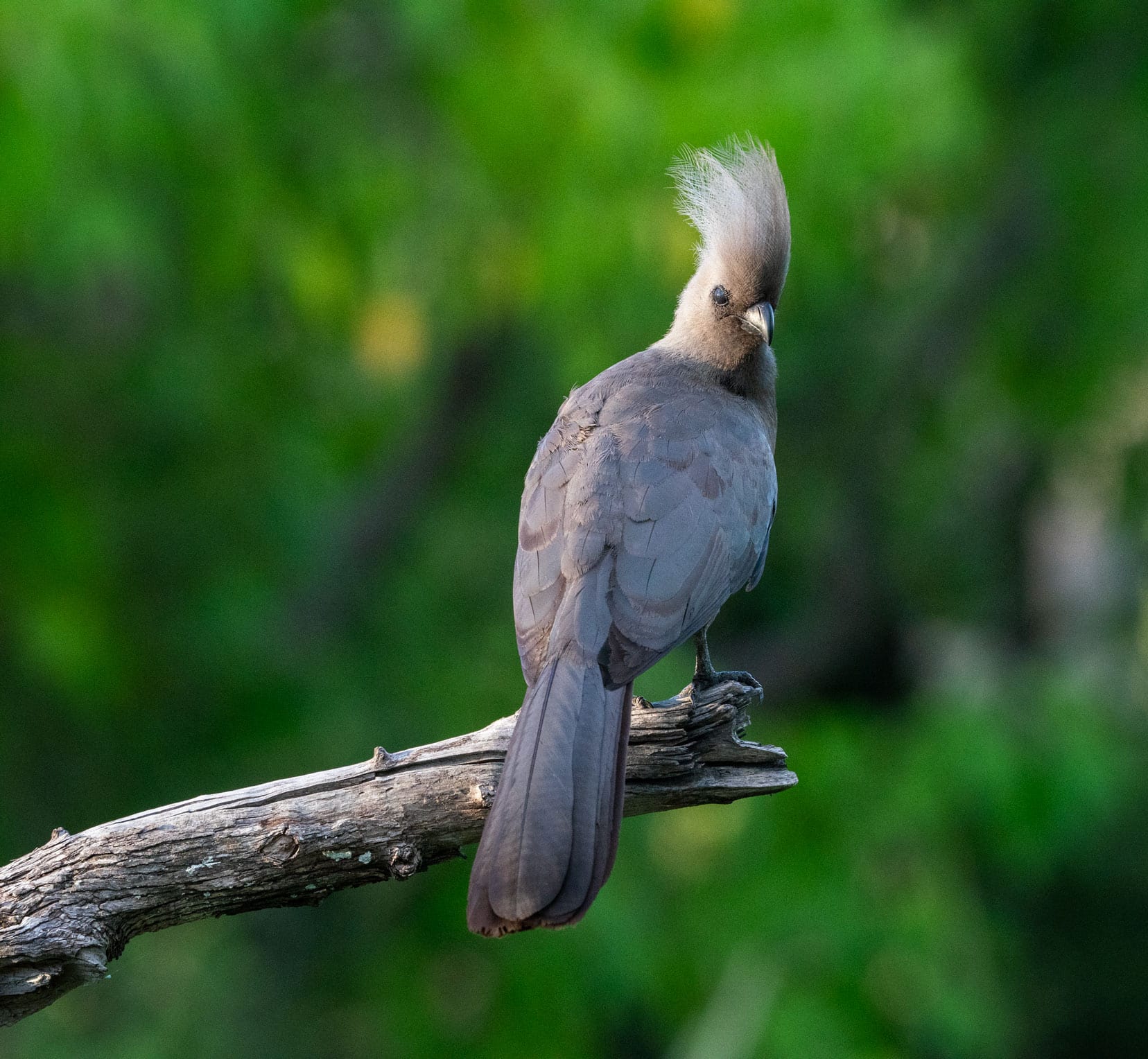 grey bird with a white/grey tuft of feathers on its head