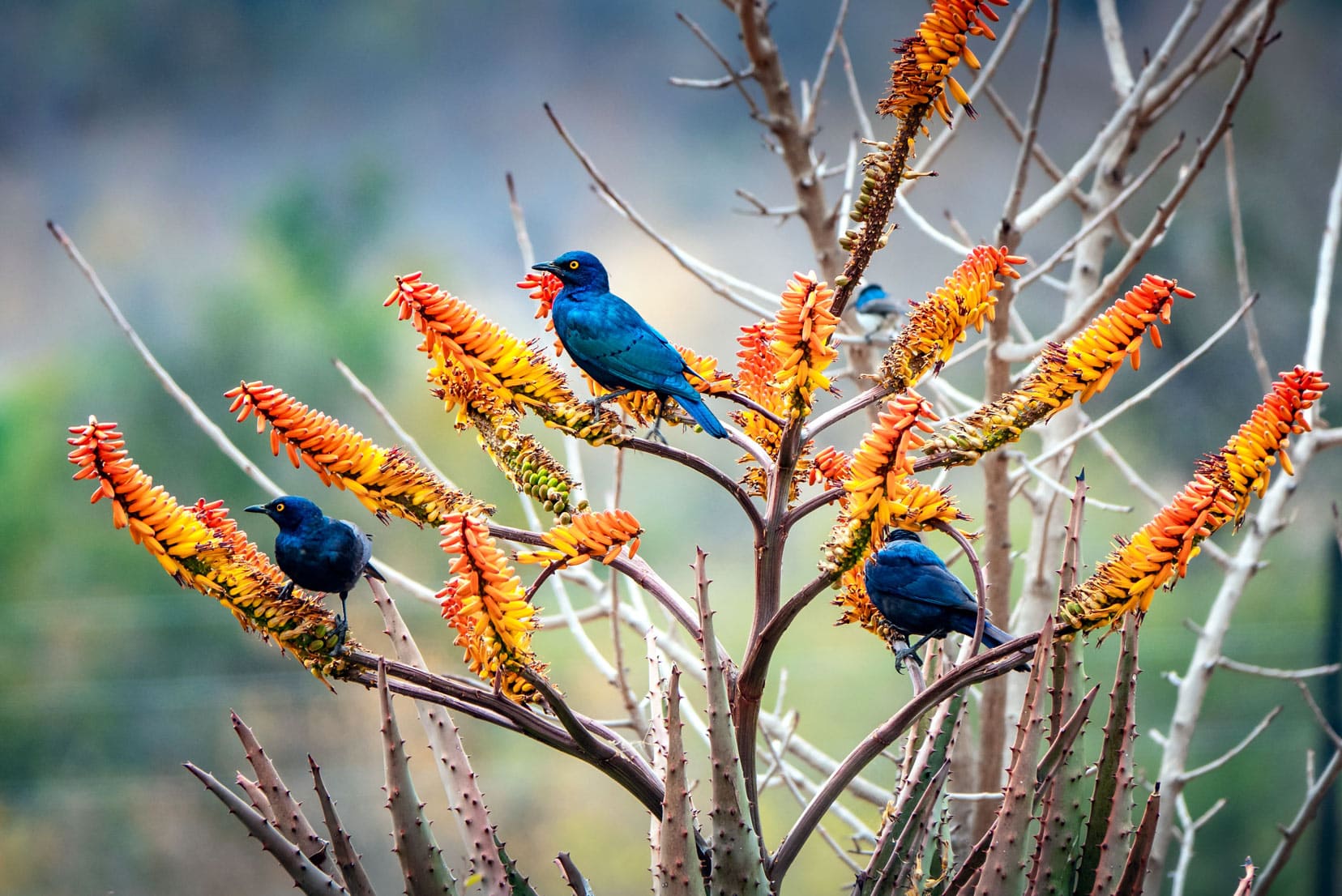 Three blue starlings sat in an Aloe plant with bright orange flowers