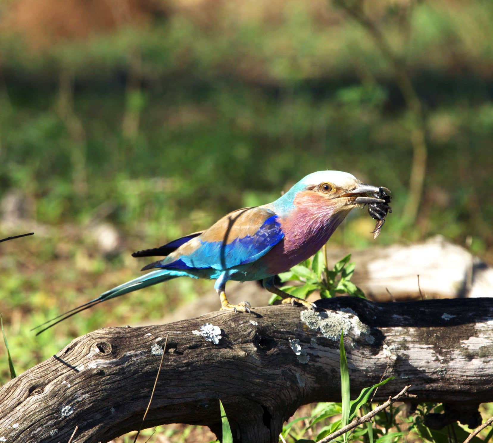 pink chested bird with blue and brown wings, blue tail and white capped head