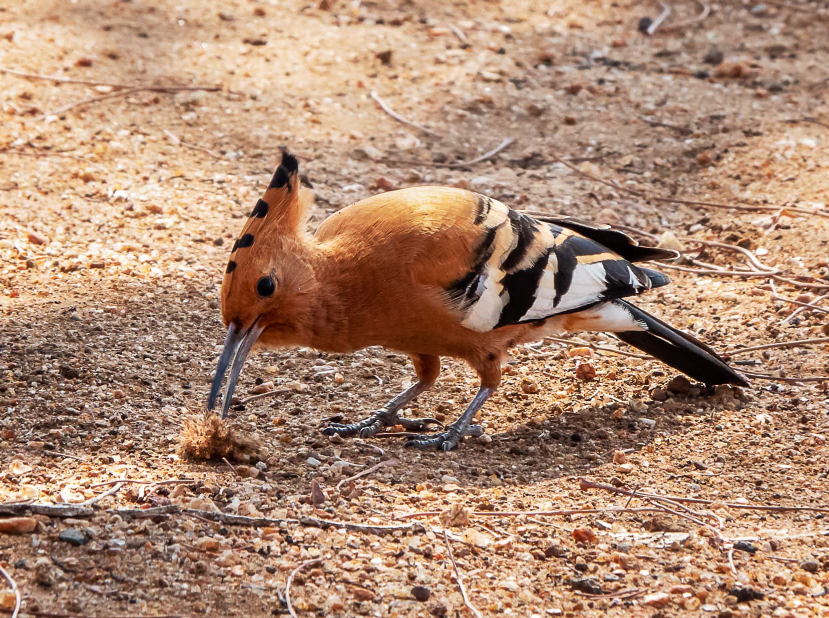 Brown coloured bird with blabk and brown tuft on head and black and white wing tips and tail feathers. Long beak digging in the sand for bugs